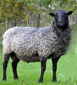 Gotland Sheep An Excellent Choice for Large and Small Producers