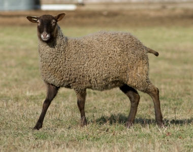 Gotland Sheep An Excellent Choice for Large and Small Producers