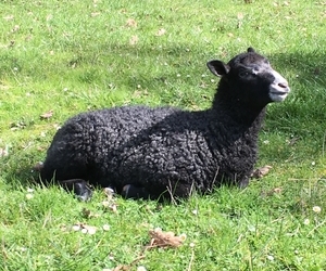 Appletree Farm - Gotland Sheep Breeders of North America