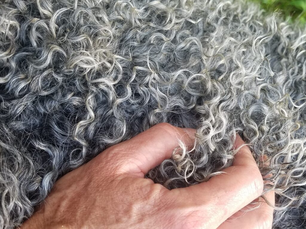 Gotland sheep curls - GSBANA