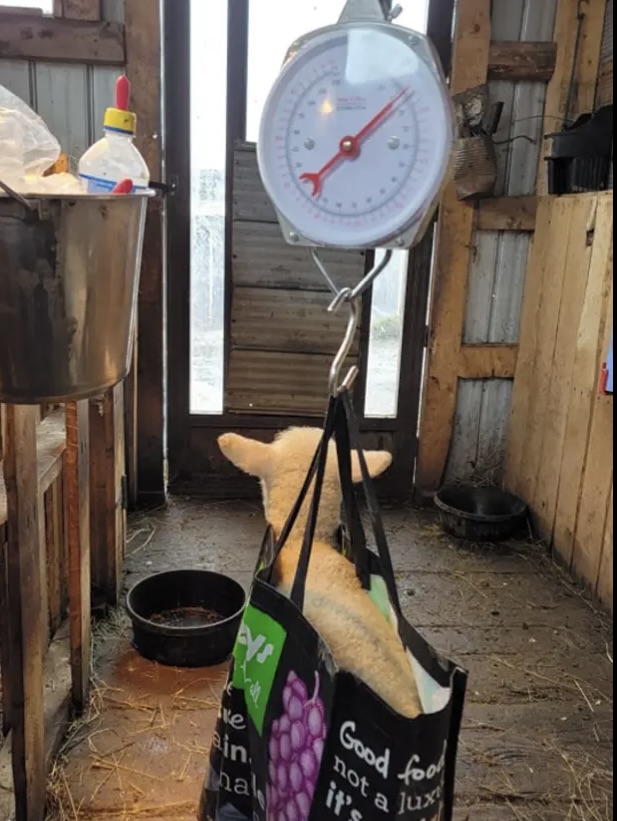 Weighing a lamb - herd metrics with GSBANA