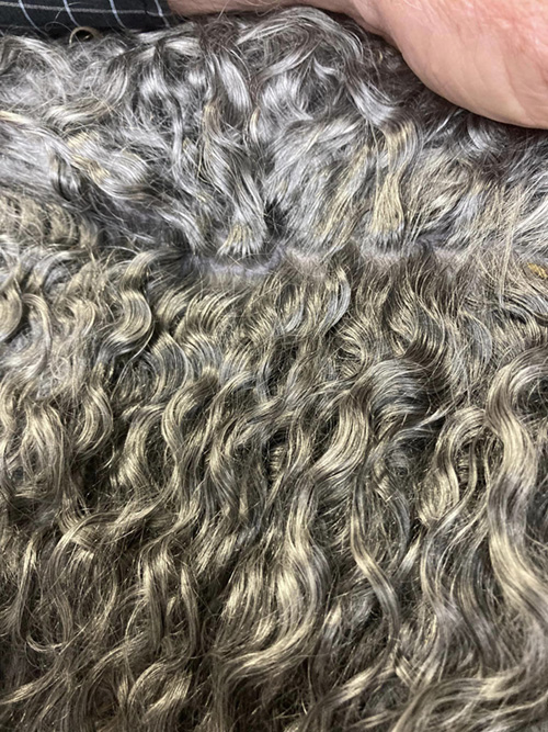 Gotland fleece - GSBANA Learning Library