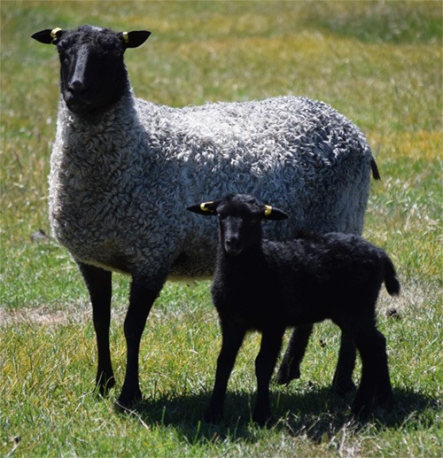 Breeding strategies - Gotland Sheep Breeders Assoc of North America