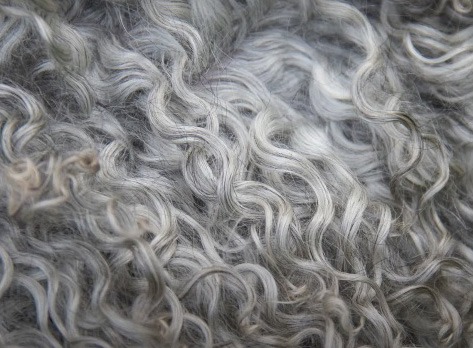 Discovering Gotland Fleece - Gotland Sheep Breeders Assoc of North America