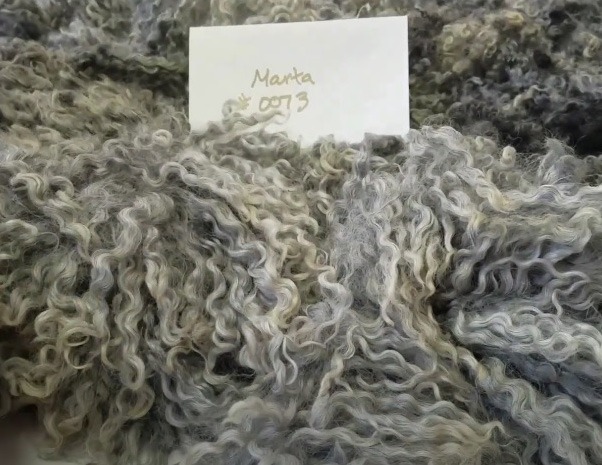 Skirting a Gotland lamb fleece video - Gotland Sheep Breeders Assoc of North America