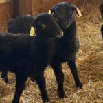 Ervalla Gotland Sheep Lambs 2024