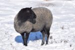 Sable, Gotland Ewe