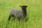 Gotland Ram Lamb