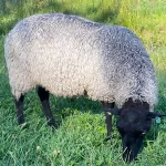 Ervalla Gotland Sheep