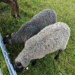 Light Gray and Dark Gray Color Gotlands