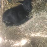 Baby Sheep in Hay