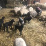 Baby Sheep with Mamas