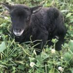 Baby Sheep in Grass