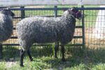 Yearling Ewe Prepared for Show