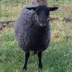 Frans Fiber Creations