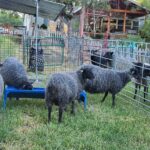 Frans Fiber Creations