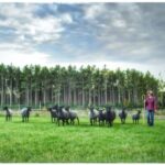 Gotland Sheep in Wisconsin