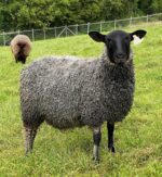 Ashford Heights Farm