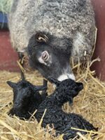 Emberlee, recipient ewe for embryos