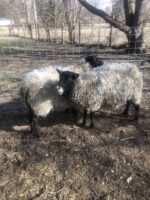 Looking Glass Sheep and Wool