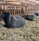 Looking Glass Sheep and Wool