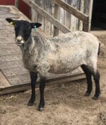 Looking Glass Sheep and Wool