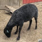 Looking Glass Sheep and Wool