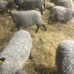 Lambs Before Shearing