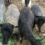 Looking Glass Sheep and Wool