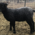 Looking Glass Sheep and Wool