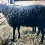 Looking Glass Sheep and Wool