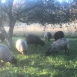Sheep in Orchard
