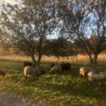 Sheep Under Apple Trees