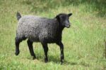Muscular Gotland Ram Lamb