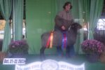 2023 Reserve Champion Ram and Best Fleece, New York Sheep and Wool