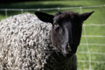 100% Gotland Embryo Ewe