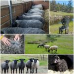 Frans Fiber Creations