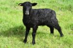 Gotland Ewe Lamb