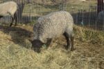 Gotland Ewe Lamb