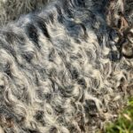 We have raw and washed fleeces available