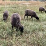 We have ewe lambs and wethers available