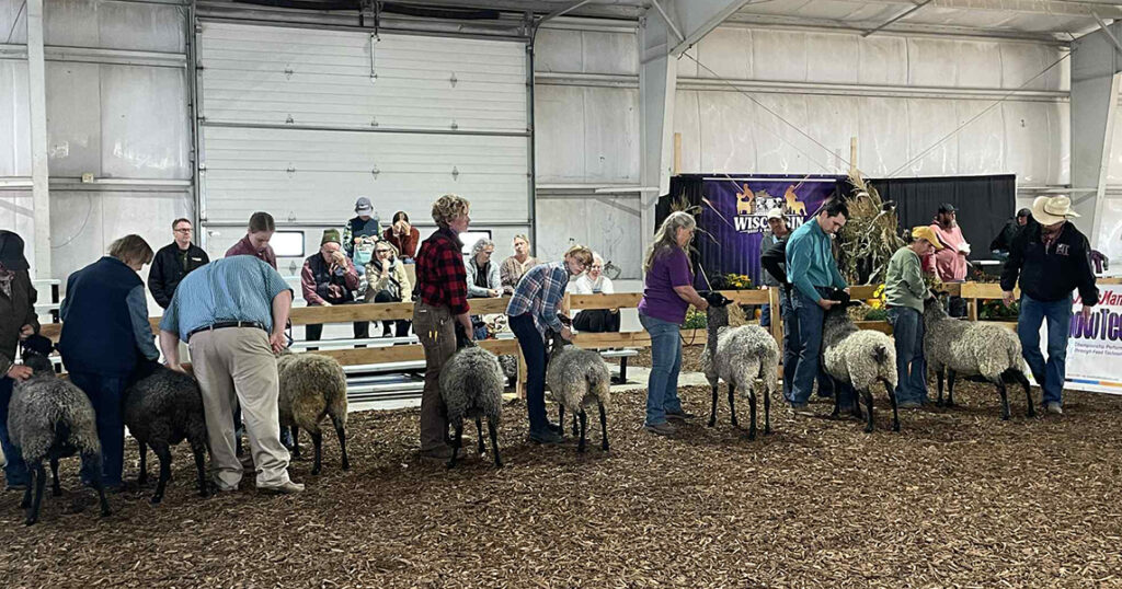 National Gotland Sheep Show 2025