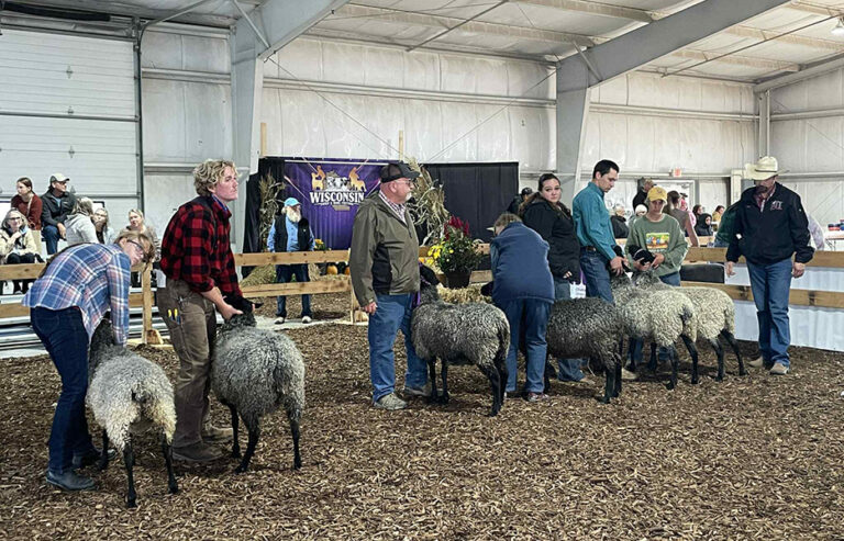 National Gotland Sheep Show 2025